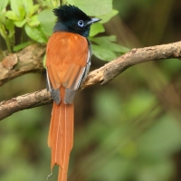 Muchodławka wspaniała - Terpsiphone viridis - African Paradise-flycatcher
