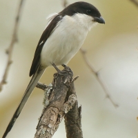 Dzierzba białobarkowa - Lanius collaris - Southern Fisca