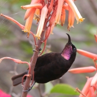 Nektarnik ametystowy - Chalcomitra amethystina - Amethyst Sunbird