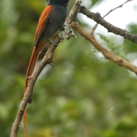 Muchodławka wspaniała - Terpsiphone viridis - African Paradise-flycatcher