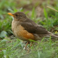 Drozd abisyński - Turdus abyssinicus - Ethiopian Thrush