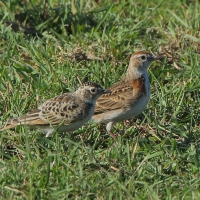 Skowrończyk rdzawołbisty - Calandrella cinerea - Red-capped Lark