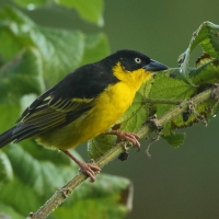 Wikłacz złotoczelny - Ploceus baglafecht - Baglafecht Weaver