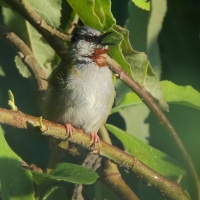 Wilgowiec rdzawogardły - Eminia lepida - Grey-capped Warbler