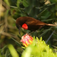 Nektarnik szkarłatny - Chalcomitra senegalensis - Scarlet-chested Sunbird