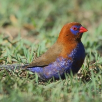 Motylik niebieskobrzuchy - Granatina ianthinogaster - Purple Grenadier