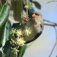 Wikłacz czerwonogłowy - Anaplectes rubriceps - Red-headed Weaver