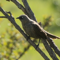 Tymal maskowy - Turdoides sharpei - Black-lored Babbler