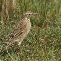 Świergotek cynamonowy - Anthus cinnamomeus - African Pipit