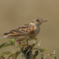 Skowroniec zaroślowy - Mirafra cantillans - Singing Bush Lark