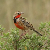 Szponnik różowogardły - Macronyx ameliae - Rosy-throated Longclaw