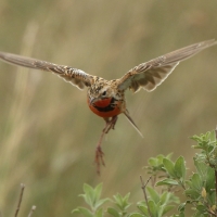 Szponnik różowogardły - Macronyx ameliae - Rosy-throated Longclaw