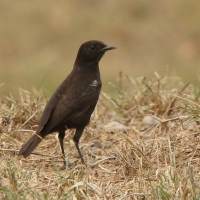 Smolarek epoletowy - Myrmecocichla nigra - Sooty Chat