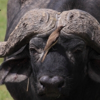 Bąkojad żółtodzioby - Buphagus africanus - Yellow-billed Oxpecker