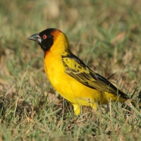 Wikłacz sawannowy - Ploceus intermedius - Lesser Masked Weaver