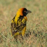 Wikłacz sawannowy - Ploceus intermedius - Lesser Masked Weaver