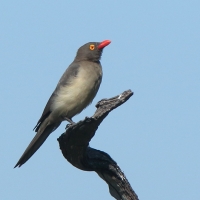 Bąkojad czerwonodzioby - Buphagus erythrorhynchus - Red-billed Oxpecker