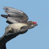 Bąkojad czerwonodzioby - Buphagus erythrorhynchus - Red-billed Oxpecker