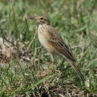 Świergotek cynamonowy - Anthus cinnamomeus - African Pipit