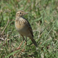Świergotek cynamonowy - Anthus cinnamomeus - African Pipit
