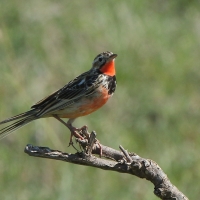 Szponnik różowogardły - Macronyx ameliae - Rosy-throated Longclaw