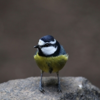 Modraszka kanaryjska - Cyanistes teneriffae - Canary Islands Tit