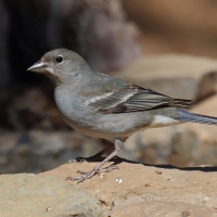 Zięba modra - Fringilla teydea - Tenerife Blue Chaffinch