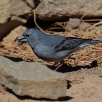 Zięba modra - Fringilla teydea - Tenerife Blue Chaffinch