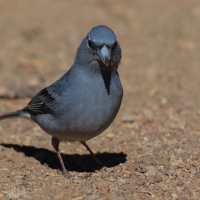 Zięba modra - Fringilla teydea - Tenerife Blue Chaffinch