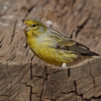 Kanarek - Serinus canaria - Atlantic Canary