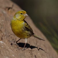 Kanarek - Serinus canaria - Atlantic Canary