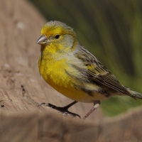 Kanarek - Serinus canaria - Atlantic Canary