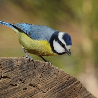 Modraszka kanaryjska - Cyanistes teneriffae - Canary Islands Tit
