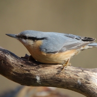 Kowalik - Sitta europaea - Eurasian Nuthatch