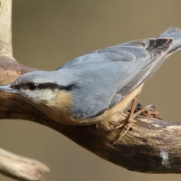 Kowalik - Sitta europaea - Eurasian Nuthatch