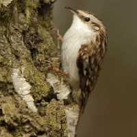 Pełzacz leśny - Certhia familiaris - Eurasian Treecreeper