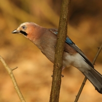 Sójka - Garrulus glandarius - Eurasian Jay