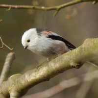 Raniuszek - Aegithalos caudatus - Long-tailed Tit