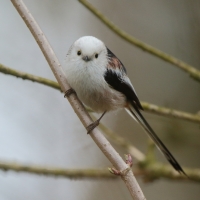 Raniuszek - Aegithalos caudatus - Long-tailed Tit