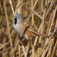 Wąsatka - Panurus biarmicus - Bearded Reedling