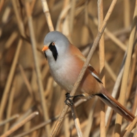 Wąsatka - Panurus biarmicus - Bearded Reedling