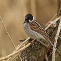 Potrzos - Emberiza schoeniclus - Common Reed Bunting