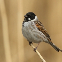 Potrzos - Emberiza schoeniclus - Common Reed Bunting