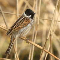 Potrzos - Emberiza schoeniclus - Common Reed Bunting