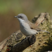 Piegża - Sylvia curruca - Lesser Whitethroat