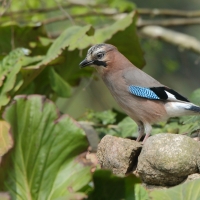 Sójka - Garrulus glandarius - Eurasian Jay