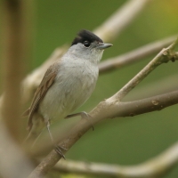 Kapturka - Sylvia atricapilla - Eurasian Blackcap