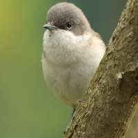 Piegża - Sylvia curruca - Lesser Whitethroat