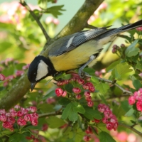 Bogatka - Parus major - Great Tit