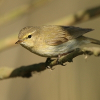 Pierwiosnek - Phylloscopus collybita - Common Chiffchaff